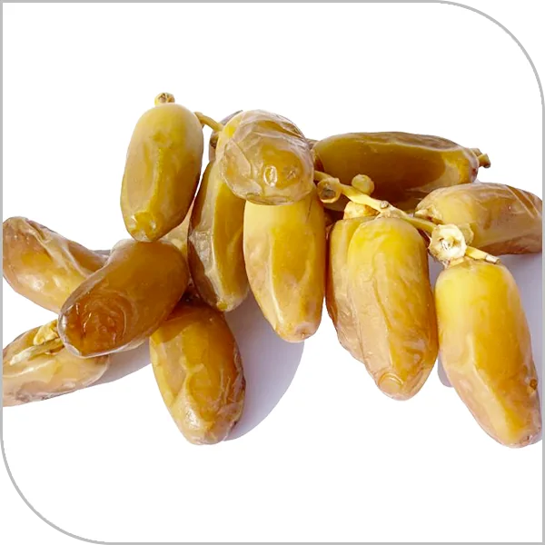 SED OASIS — Dates on strands